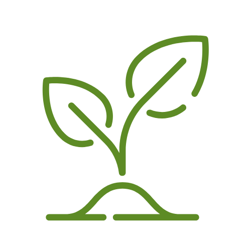 Seedremedies - Home - Terms & Conditions